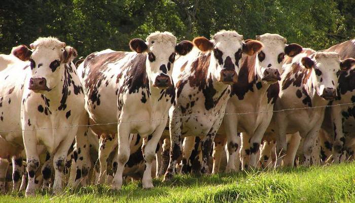 Ayrshire raça de vacas - uma obra-prima da criação de gado leiteiro