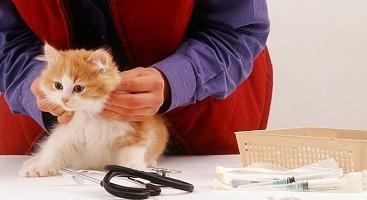 Quando vacinar um gatinho e quando não?