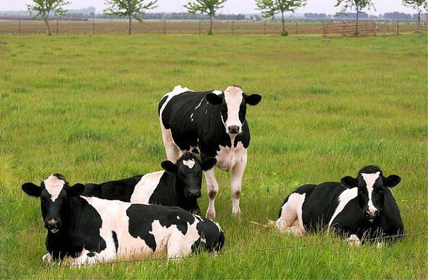 Vacas de raça leiteira: características de reprodução. Vacas de produção de leite: raças