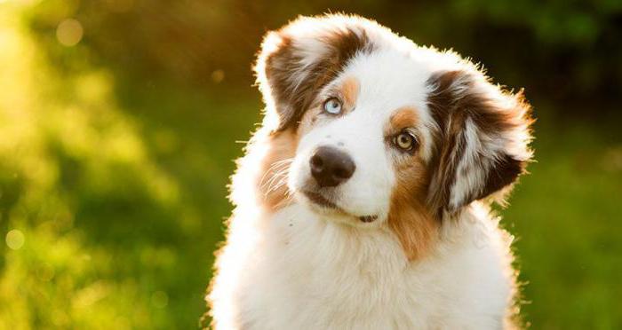 remoção de adipócitos em cães