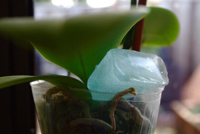 Como água orquídeas em casa: quase o complexo