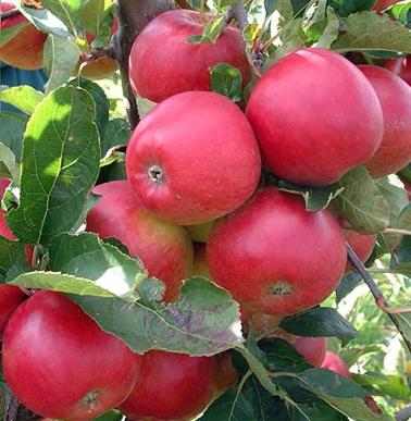 Como cortar corretamente uma macieira? Conselhos para jardineiros
