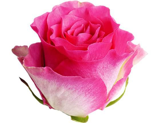 Malibu - uma rosa cheia de ternura e charme