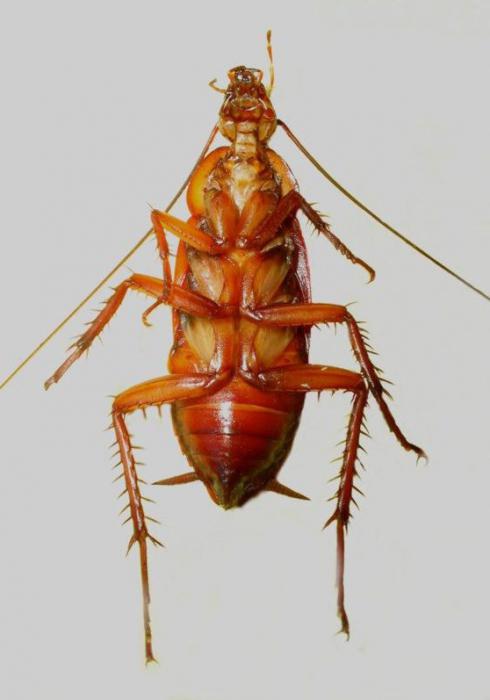 Baratas, insetos: reprodução, causas da aparência e formas de combatê-los