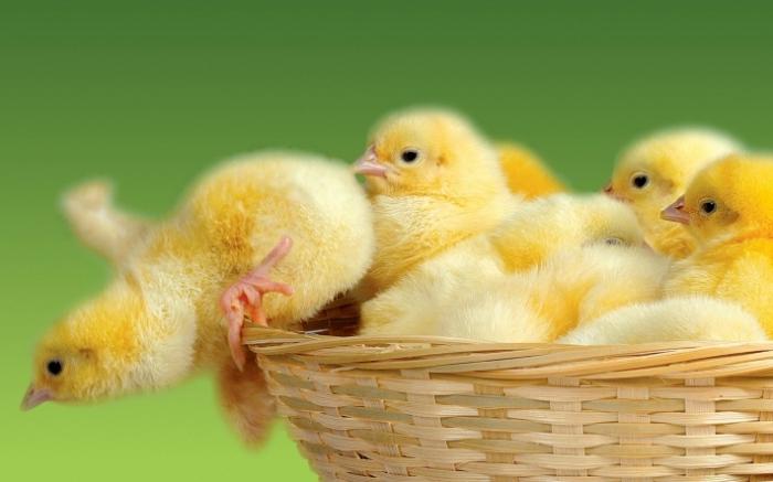 Um livro de sonhos: galinhas - para o bem ou para o bem?