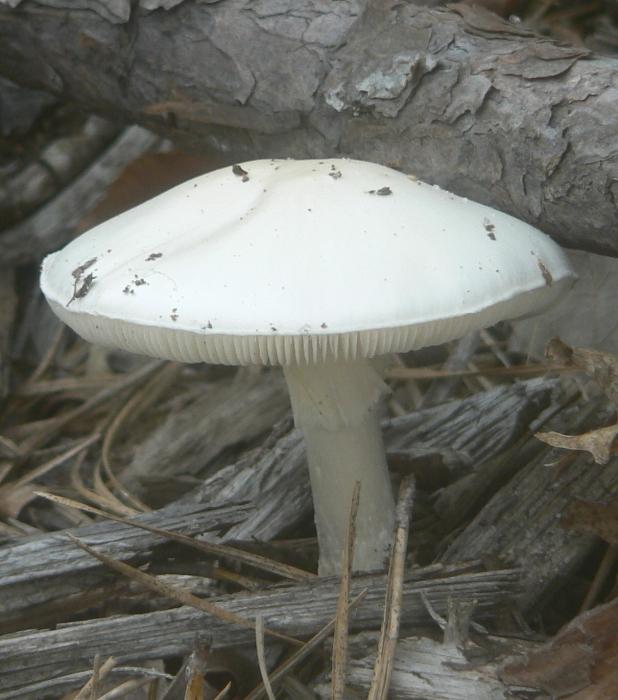 sonhar com um fungo branco