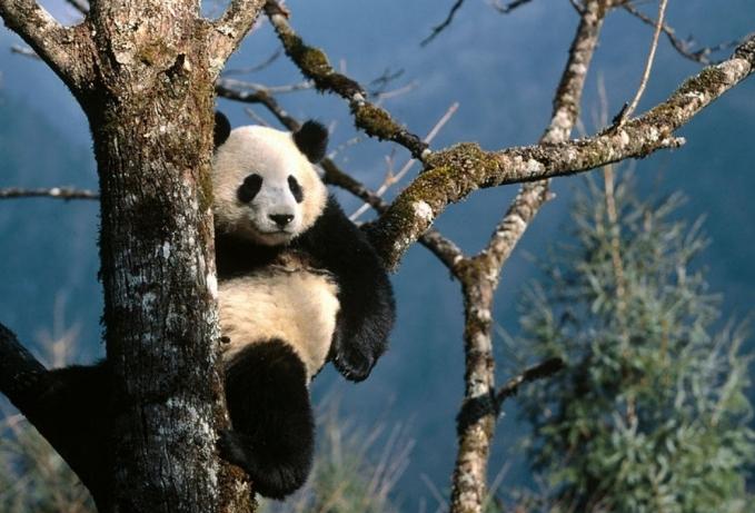 Você sabe onde o panda vive?