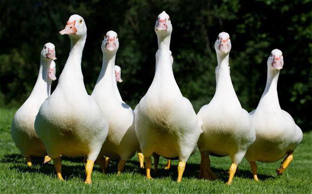 O que significa fraseologia? Goose Goose
