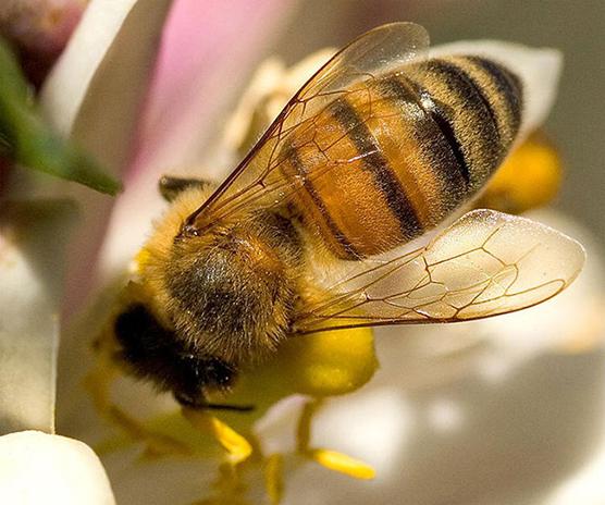 Própolis de abelha. O que cura essa substância única?